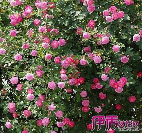 薔薇種植|薔薇花苗怎麼種植？ 5大方法教你簡單種植